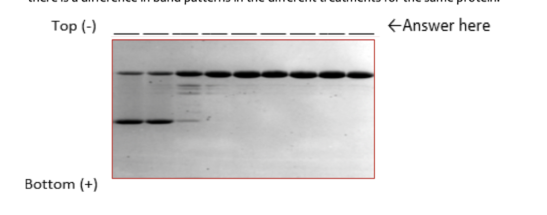 <p>Samples of a monomeric proteins were treated with SDS at different temperatures (20, 30, 40, 50, 60, 70, 80, 90, 100 degrees C). Assign the temperature to the lane and explain why?</p>
