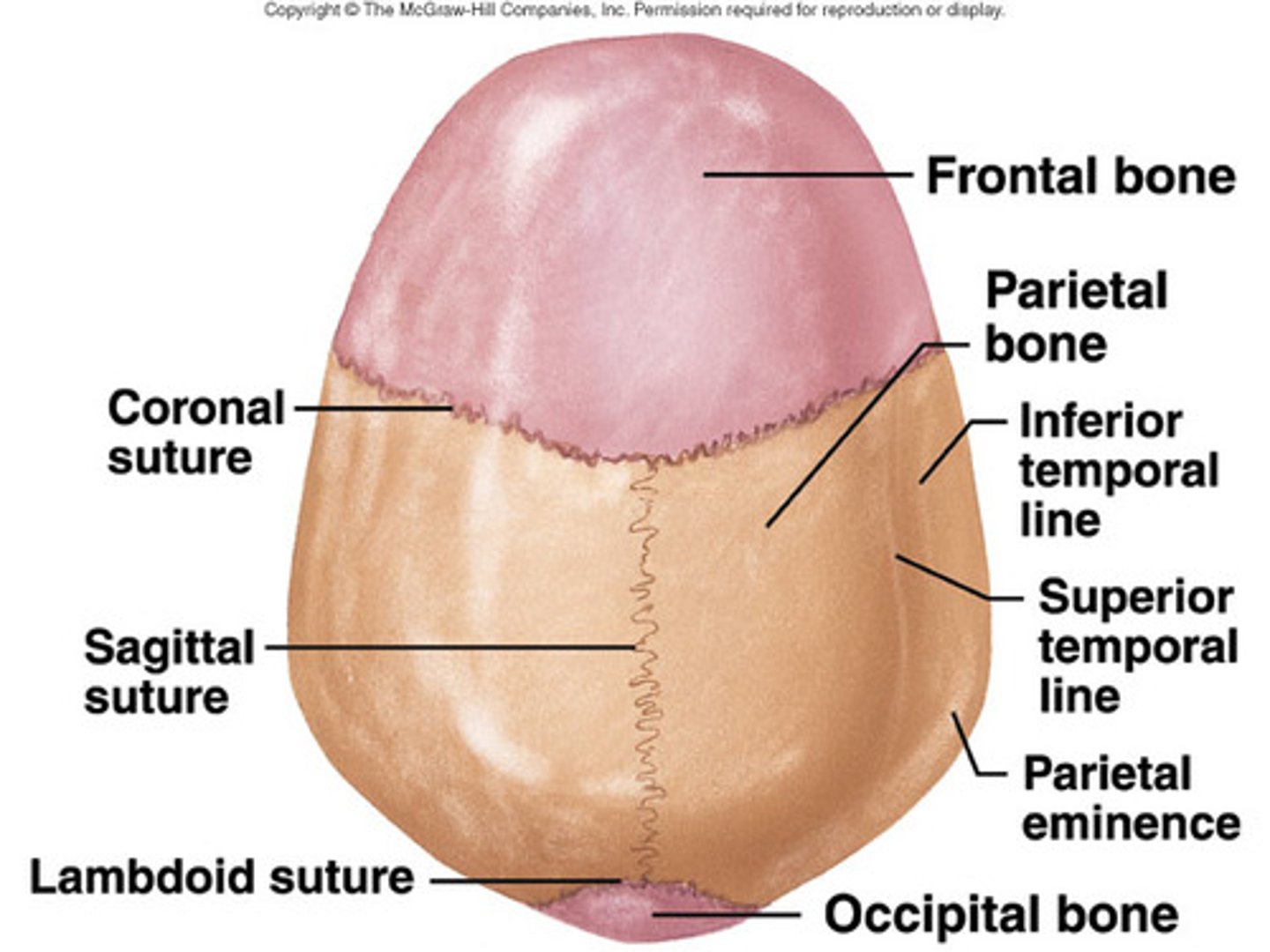<p>-metopic= 1st year</p><p>-coronal= 24 years</p><p>-sagittal= 21-30 years</p><p>-lambdoid= 26 years</p>
