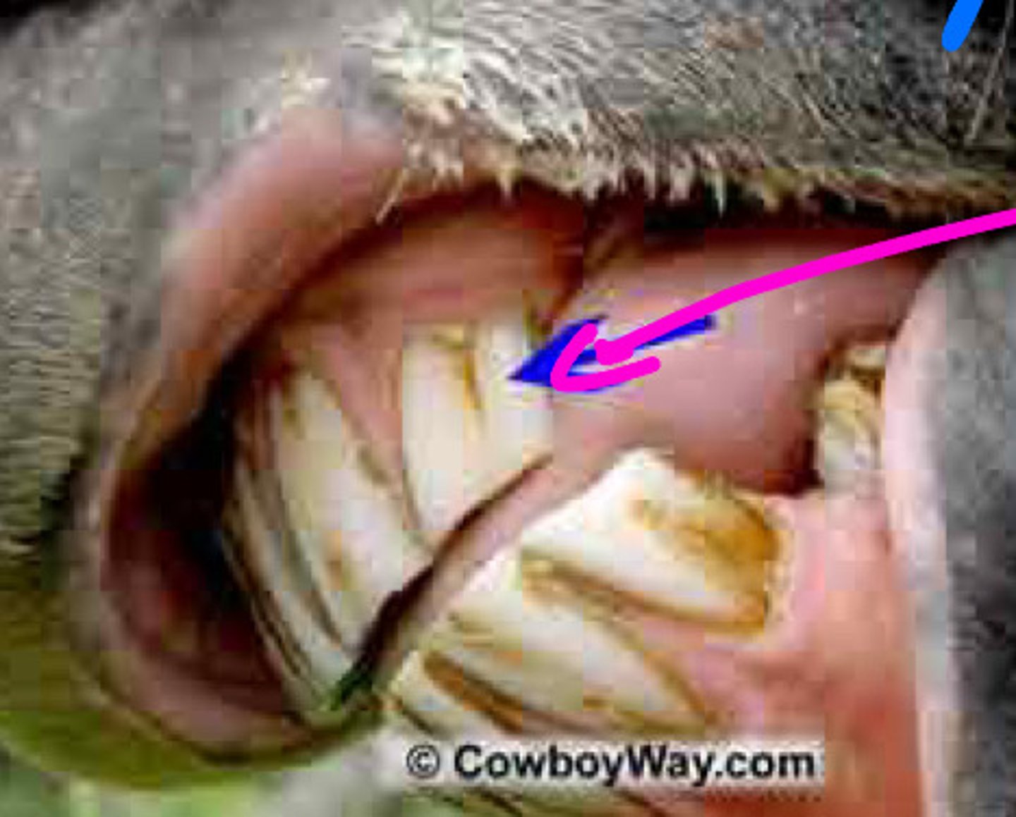 <p>What is the arrow pointing to in the image?</p>