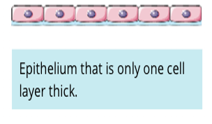 Simple Cell