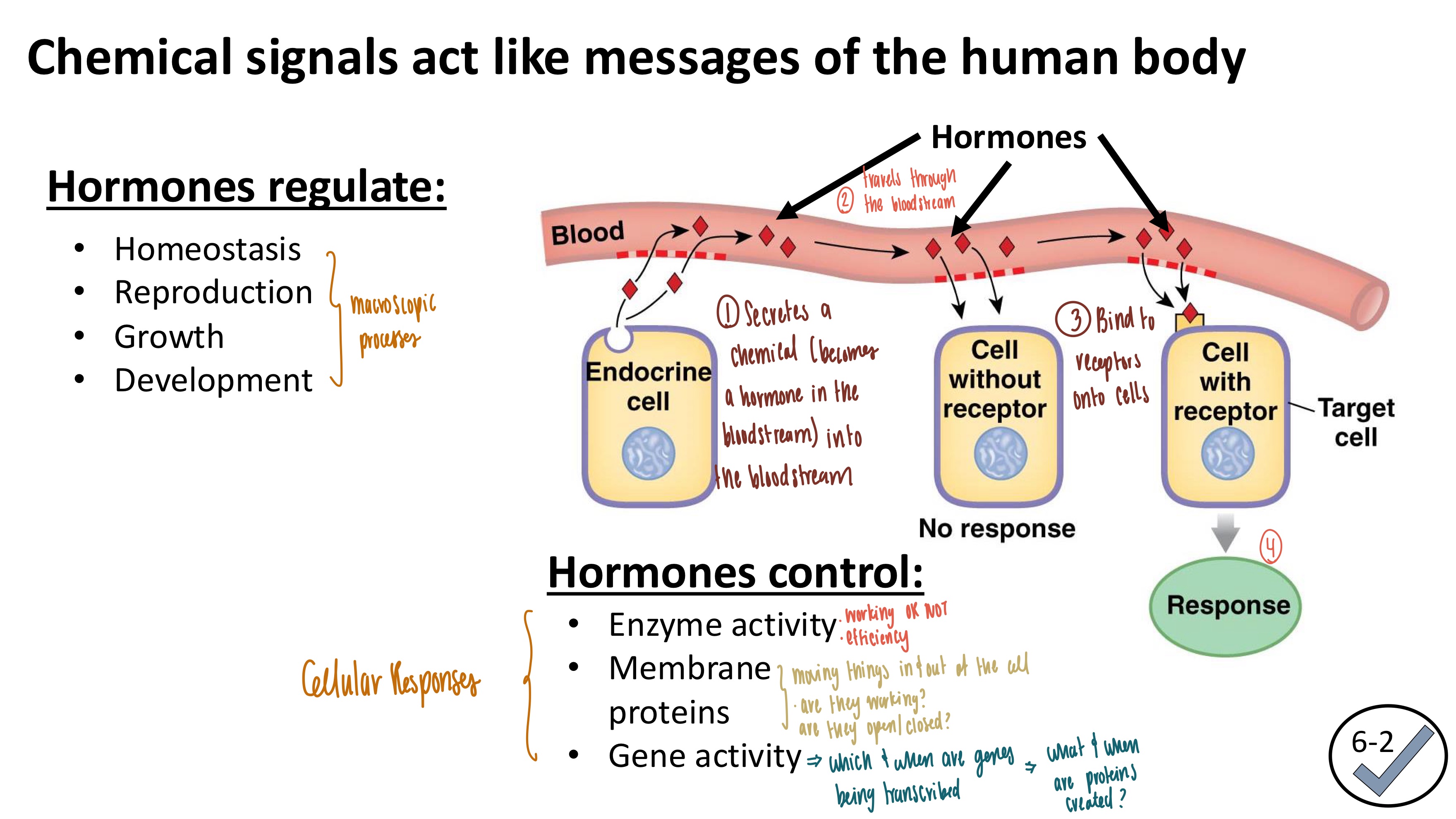 <p><strong><mark data-color="red" style="background-color: red; color: inherit">Chemical Signal RESPONSES</mark></strong></p><ol><li><p><strong>Enzyme activity</strong>: working more efficiently or shutting them off</p></li><li><p><strong>Membrane proteins</strong></p><ul><li><p>opening/closing them</p></li></ul></li><li><p><strong>Gene Activity</strong>: creating new proteins</p><p></p></li></ol><p><strong><mark data-color="green" style="background-color: green; color: inherit">Cellular Processes Regulated</mark></strong></p><ol><li><p>Homeostasis</p></li><li><p>Reproduction</p></li><li><p>Growth</p></li><li><p>Development</p></li></ol><p></p>