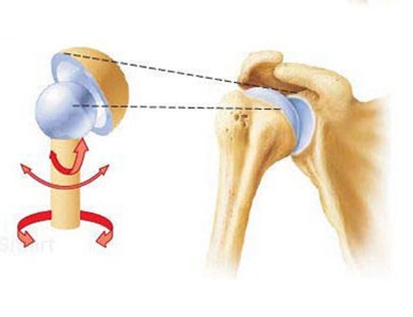 <p>Joint with the greatest range of motion.</p><p>Rounded head of bone which fits into the concave articulation (socket) of the adjacent bone. Classified as multiaxial joints.</p>