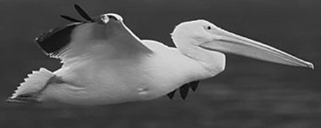 <p>Orden Pelecaniformes</p>