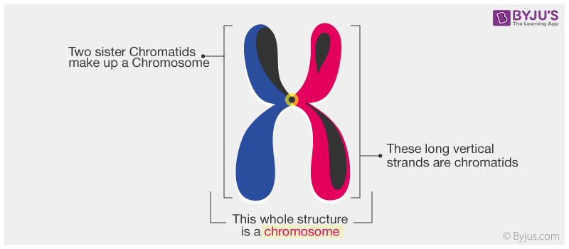 <p>one of the two identical copies of a <strong>chromosome </strong>that are formed when the chromosomes duplicates to prepare for cell division</p>