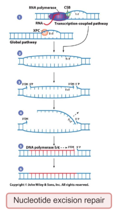 <ul><li><p>Fixed =Bulky DNA lesions (e.g. pyrimidine dimers)</p></li><li><p>Cause of DNA lesions = UV radiation, chemical damage</p></li><li><p>recognized by = Transcription coupled-NER: stalled RNA pol with CSB protein; global genomic-NER: XPC protein</p></li><li><p>general steps: 1.Damage recognition by stalled DNA polymerase + CSB; 2. DNA unwinding by XPB and XPD (TFIHH) 3. Incision by XPG and XPF-ERCC1( on each side) 4.Excision of games ssDNA fragment 5. DNA polymerase δ/ε  fills gaps and DNA ligase I seals strand</p></li></ul><ul><li><p>Most active in = entire cell cycle</p></li><li><p>Notes = Xeroderma pigmentosum is caused by mutations in NER-related genes</p></li></ul><p></p>
