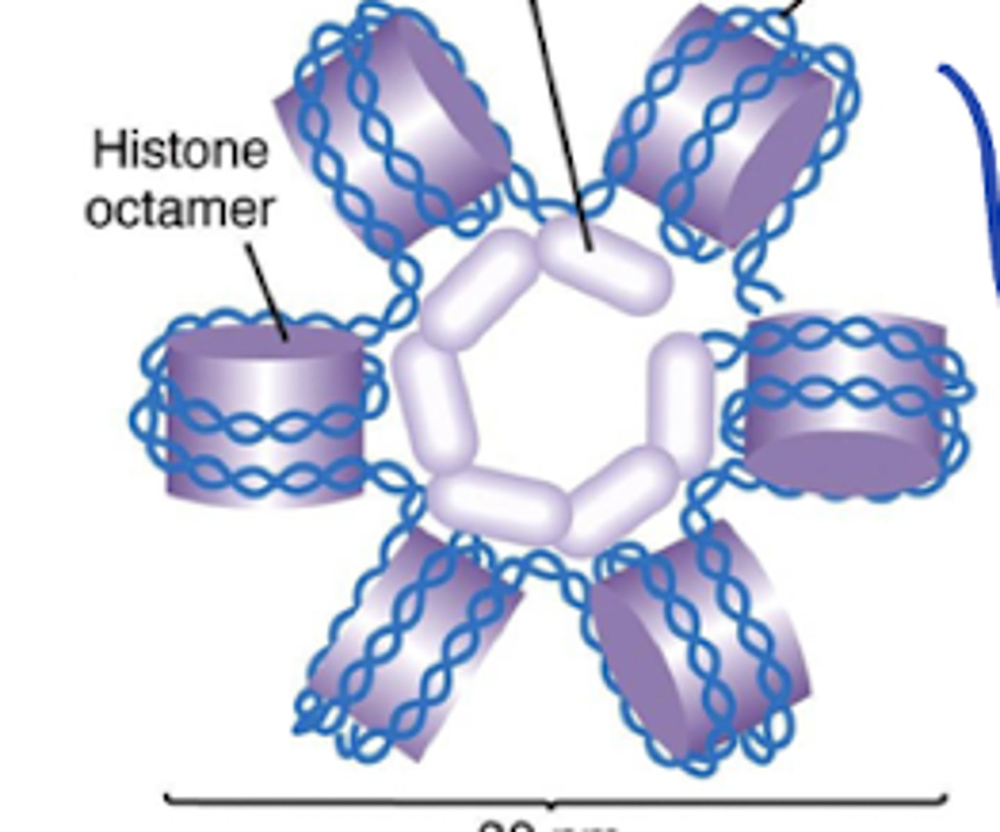 <p>What structures of the nucleosome/which histone allows the nucleosomes to pack together in a ring-like formation to form the solenoid structure?</p>