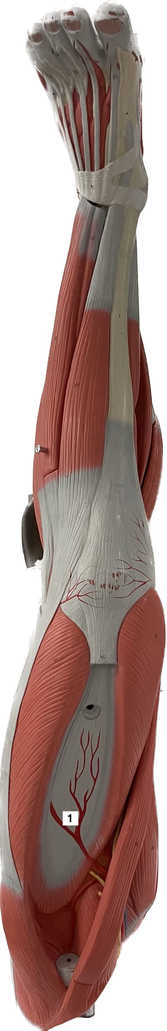 vastus intermedius - extends leg