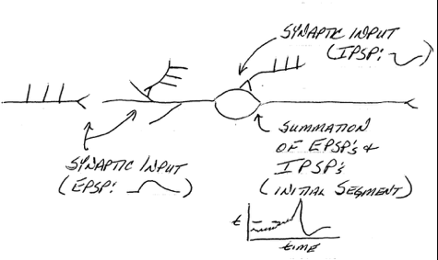<p>false; each individual neuron determines whether or not to generate an action potential through the <u>summation of EPSPs and IPSPs</u> at the patch of cell membrane with the lowest threshold</p>