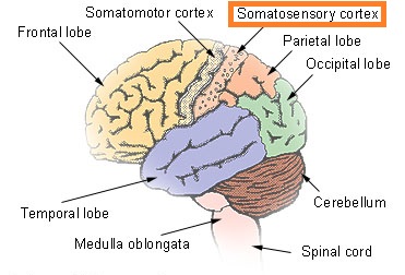 <p>Somatosensory cortex, which receives and processes sensory information of touch. They are contralateral, meaning that the left hemisphere controls movements on the right side of the body. They are also organized in a way that  body parts that require higher sensitivity like the lips and fingers get more tissue</p>