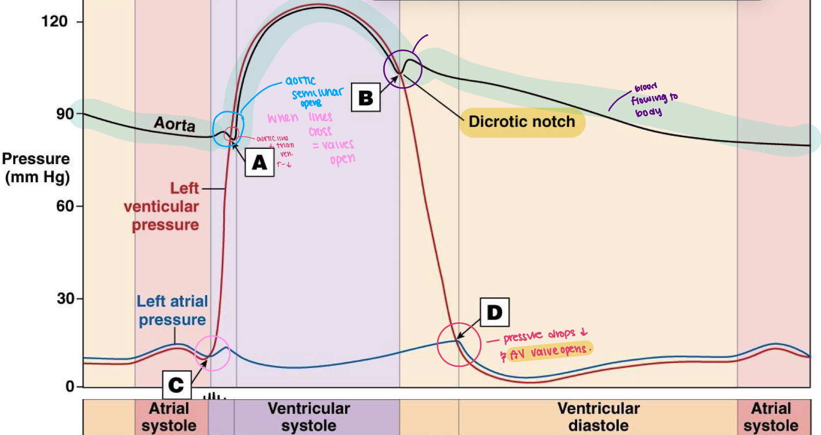 <ul><li><p>A: aortic valve opens and blood leaves </p></li><li><p>B: aortic valve closes and most blood has been ejected out of the heart</p></li><li><p>C: bicuspid (mitral) valve closes - ventricles are full of blood </p></li><li><p>D: mitral valve opens</p></li></ul><p></p>