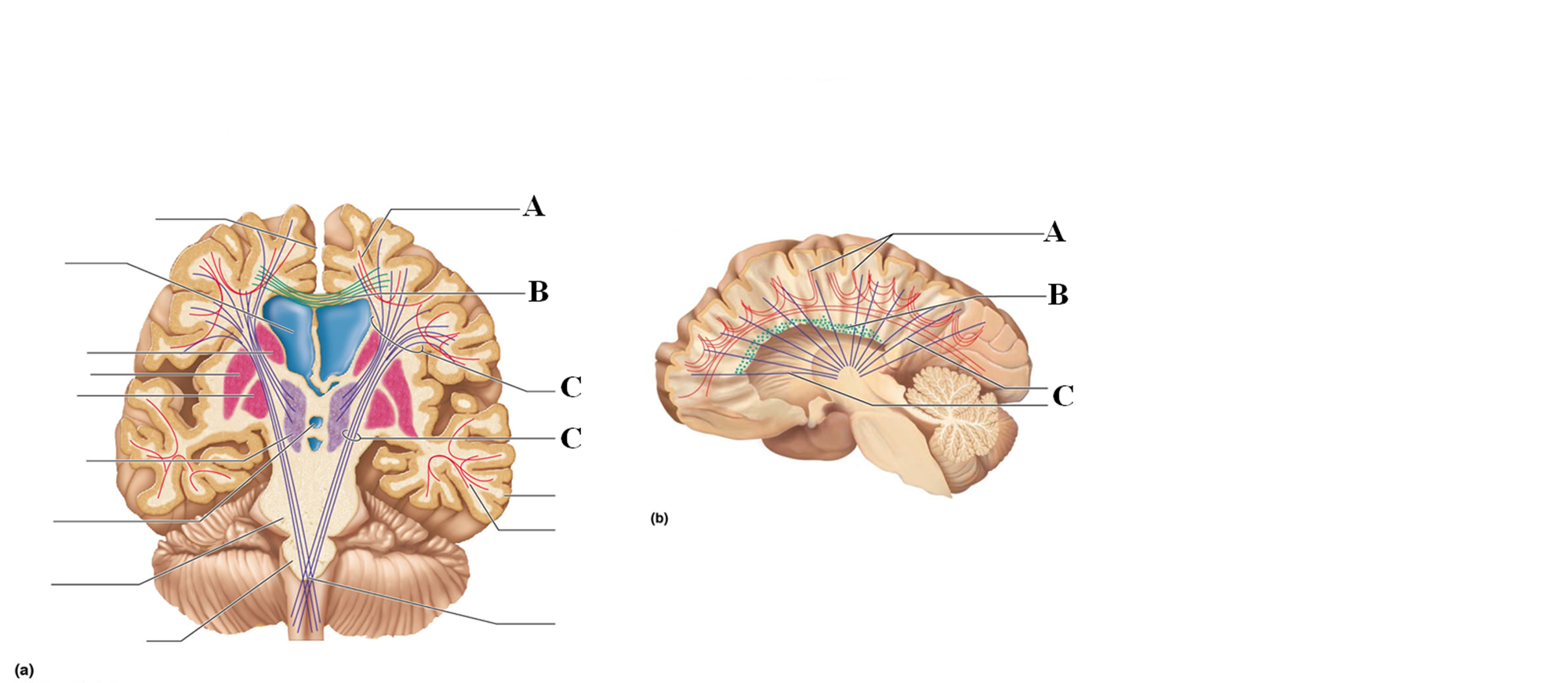 <p>Conduct nerve impulses between corresponding gyri from one hemisphere to another</p><p>Letter B</p>