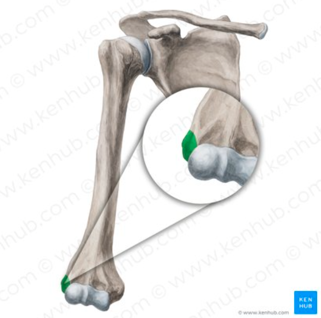 <p>What part of the humerus is this?</p>