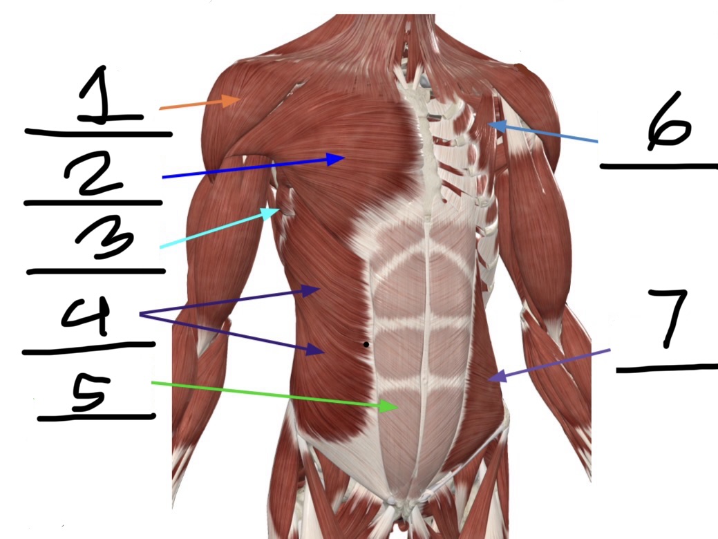 <p>What is muscle number 1?</p>
