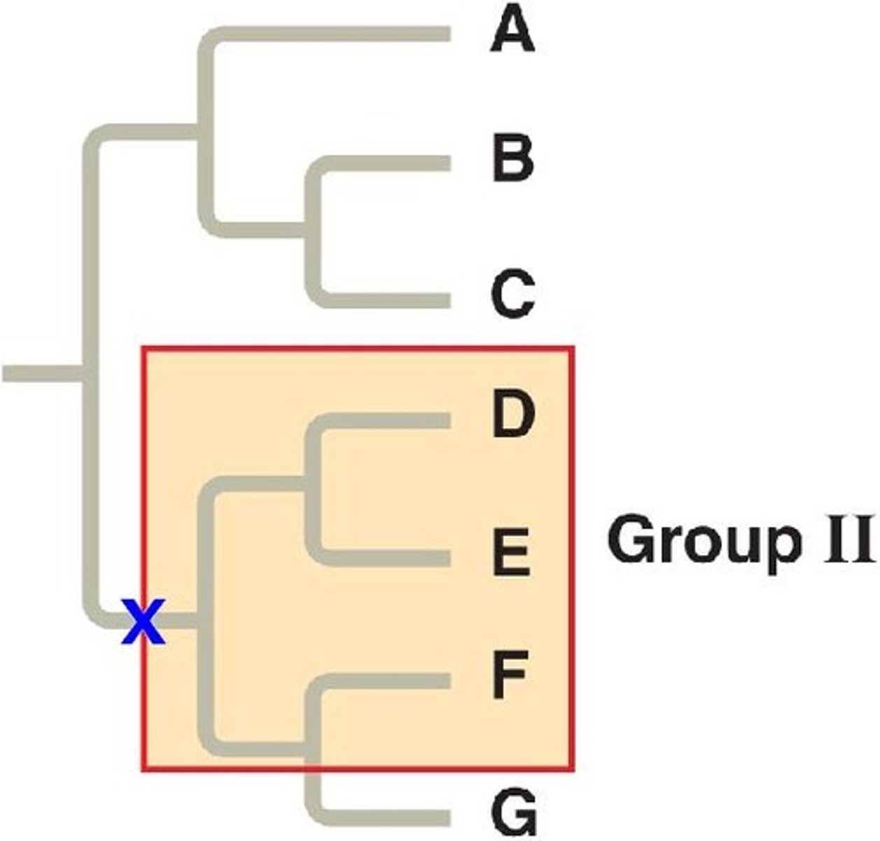 <p>a group that includes the most recent common ancestor, but not all of its descendants</p>