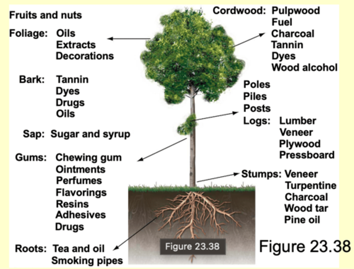 <p>- Forests cover about 35% of Earth's surface.</p><p>- Provide many resources for humans, including fuel, building materials, and food.</p><p>- More than 90% of global forest resources are harvested from native forests.</p>