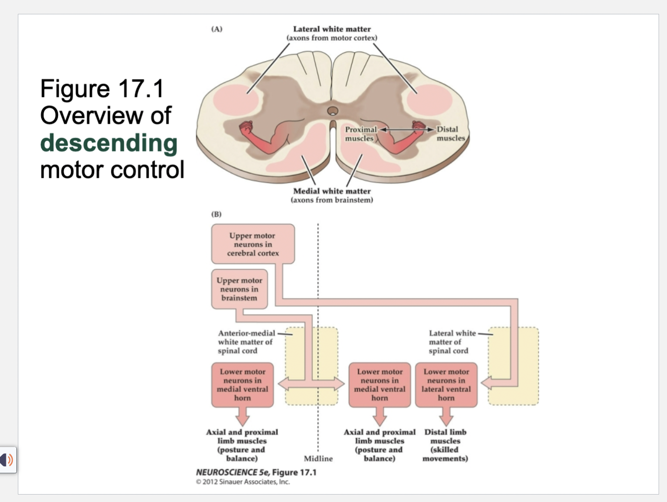 <p>Figure 17.1- Overview of descending motor control</p>