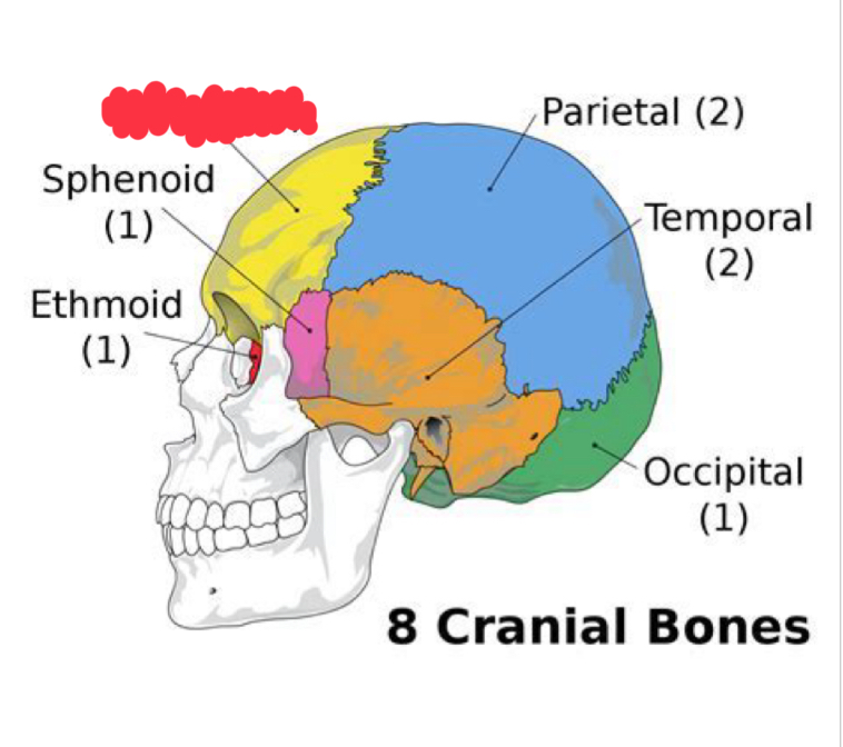 <p>What cranial bone is this?</p>