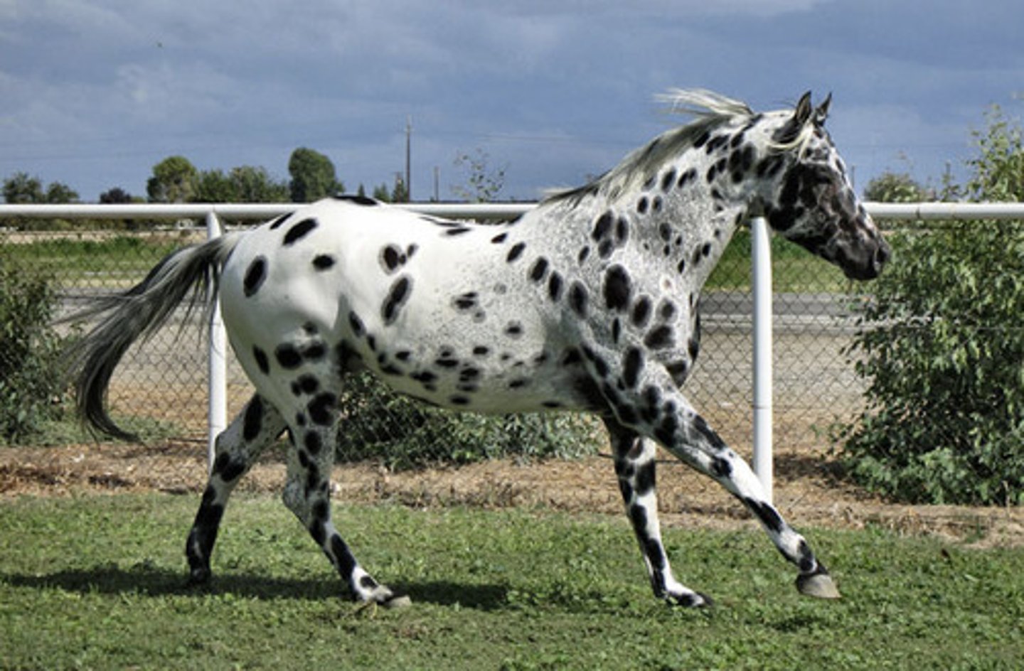 <p>- color/pattern distributed all over the body</p>