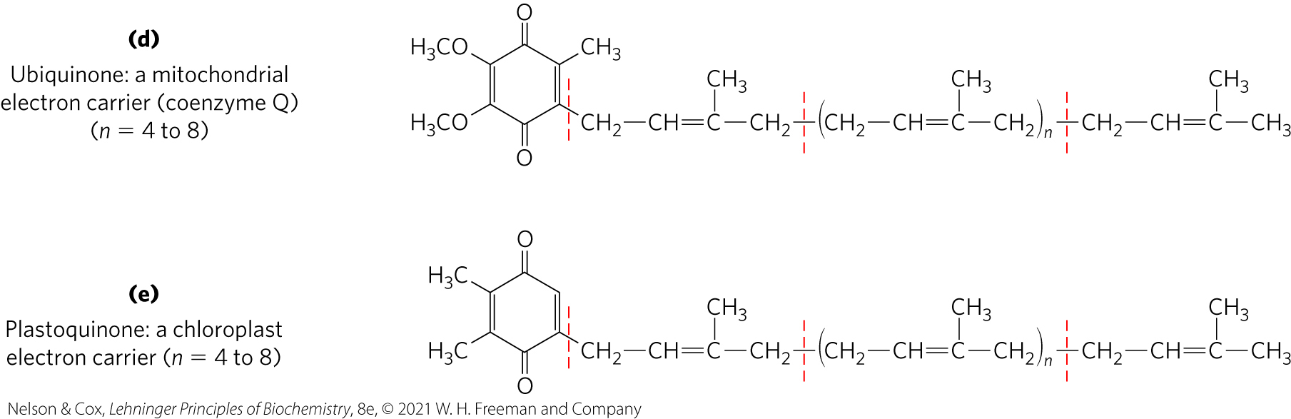 <p class="s45"><span>Ubiquinone (coenzyme Q) and plastoquinone = isoprenoids that function as lipophilic electron carriers in the oxidation-reduction reactions that drive ATP synthesis in mitochondria and chloroplasts, respectively</span></p>