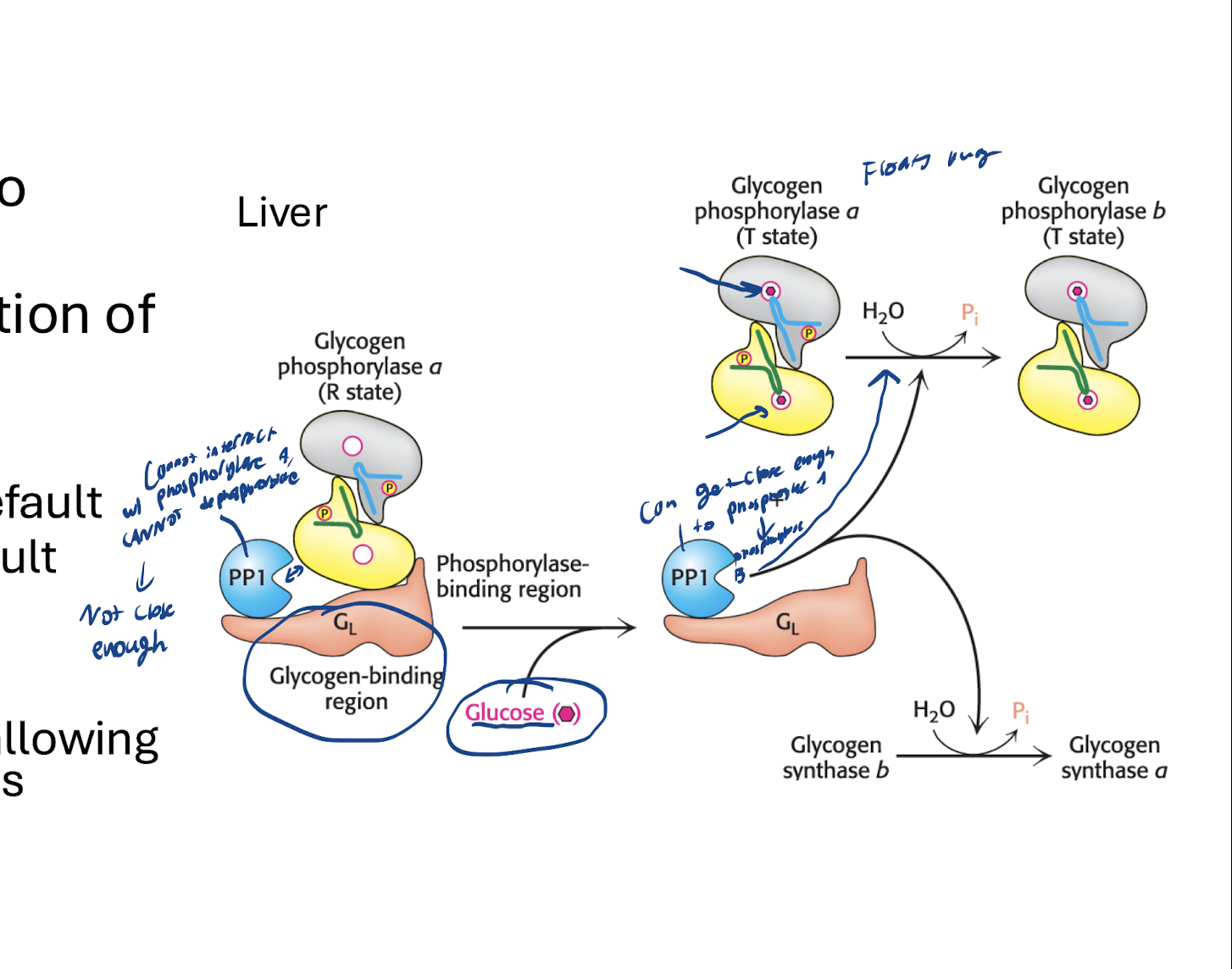 <p>Glucose enters and binds to glycogen phosphorylase a’s binding region → Glycogen phosphorylase. dissociates and floats away → PP1 can now react with glycogen phosphorylase a activating it to glycogen phosphorylase b (inactive, T state) → Glycogen synthase is dephosphorylated by PP1, switching to active “a form” </p>