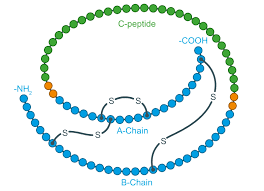 <p>a strong covalent bond between the sulfur atoms of two cysteine amino acid residues within a protein</p><ul><li><p>these bonds play a crucial role in stabilizing the tertiary and quaternary structures of proteins, holding them in their functional 3D shapes</p></li></ul><p></p>