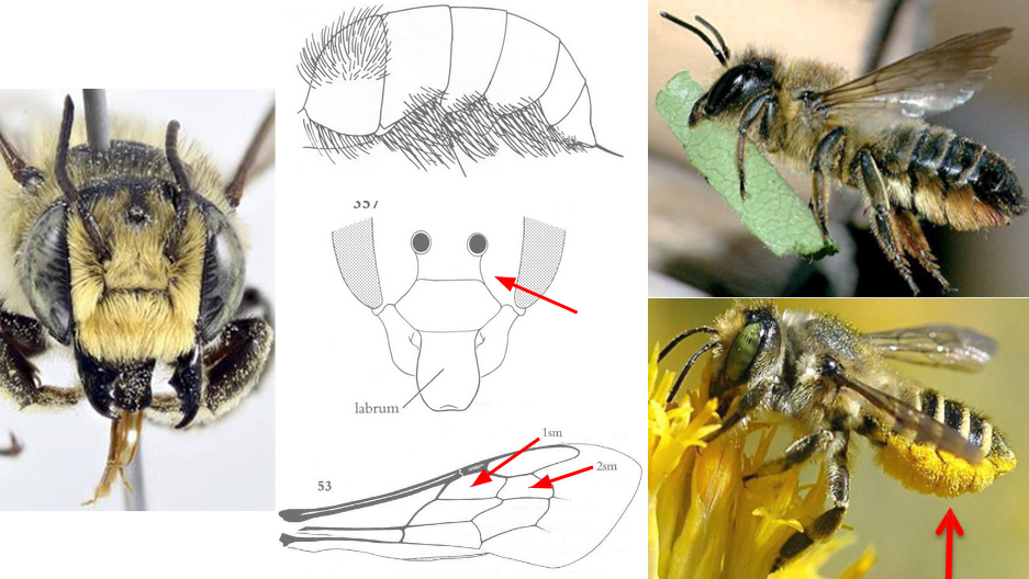 <ul><li><p>Face with <strong><em>one </em></strong>subantennal suture, meeting <strong><em>outer </em></strong>margin of antennal socket</p></li><li><p><strong><em>Females with scopa on venter (bottom) of abdomen</em></strong></p></li><li><p>Labrum longer than broad, “tongue” long</p></li><li><p><strong><em>FW with 2 submarginal cells</em></strong>, usually equal in length</p></li><li><p>Jugal lobe of HW short</p></li><li><p>Very variable in color, shape, size (sorry)</p></li></ul><p></p>