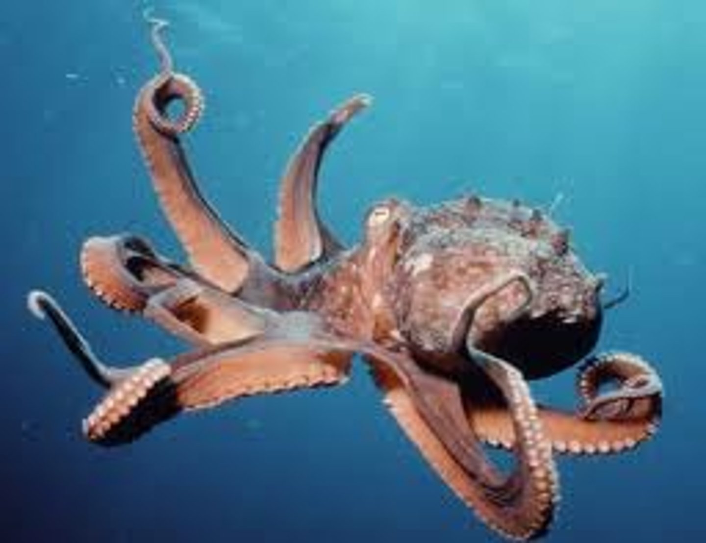 <p>squids, octopuses, nautiluses, cuttlefish</p>