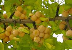 <p><span>Plant is dioecious, naked seed, 1” long, orange fleshy covering, odorous, inner seed is edible.</span></p>