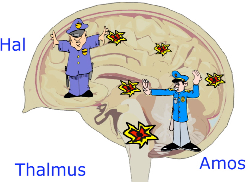 <p>relays information from the body to different areas of the brain for processing…</p><p>Picture Hal and Amos as traffic cops.</p>