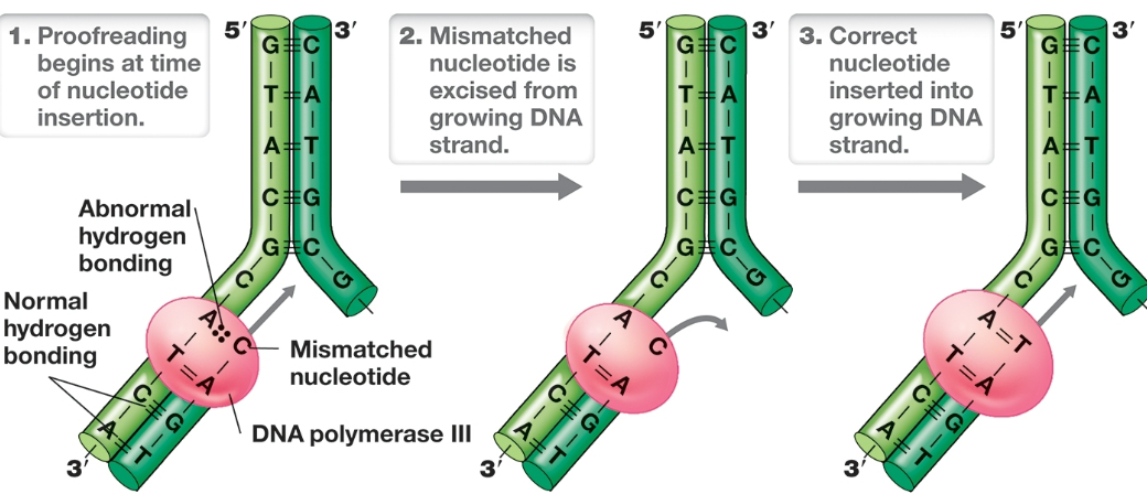 <ol><li><p>begins at time of nucleotide insertion</p></li><li><p>mismatched nucleotide is excised from growing DNA strand</p></li><li><p>correct nucleotide inserted into growing DNA strand</p></li></ol><p></p>