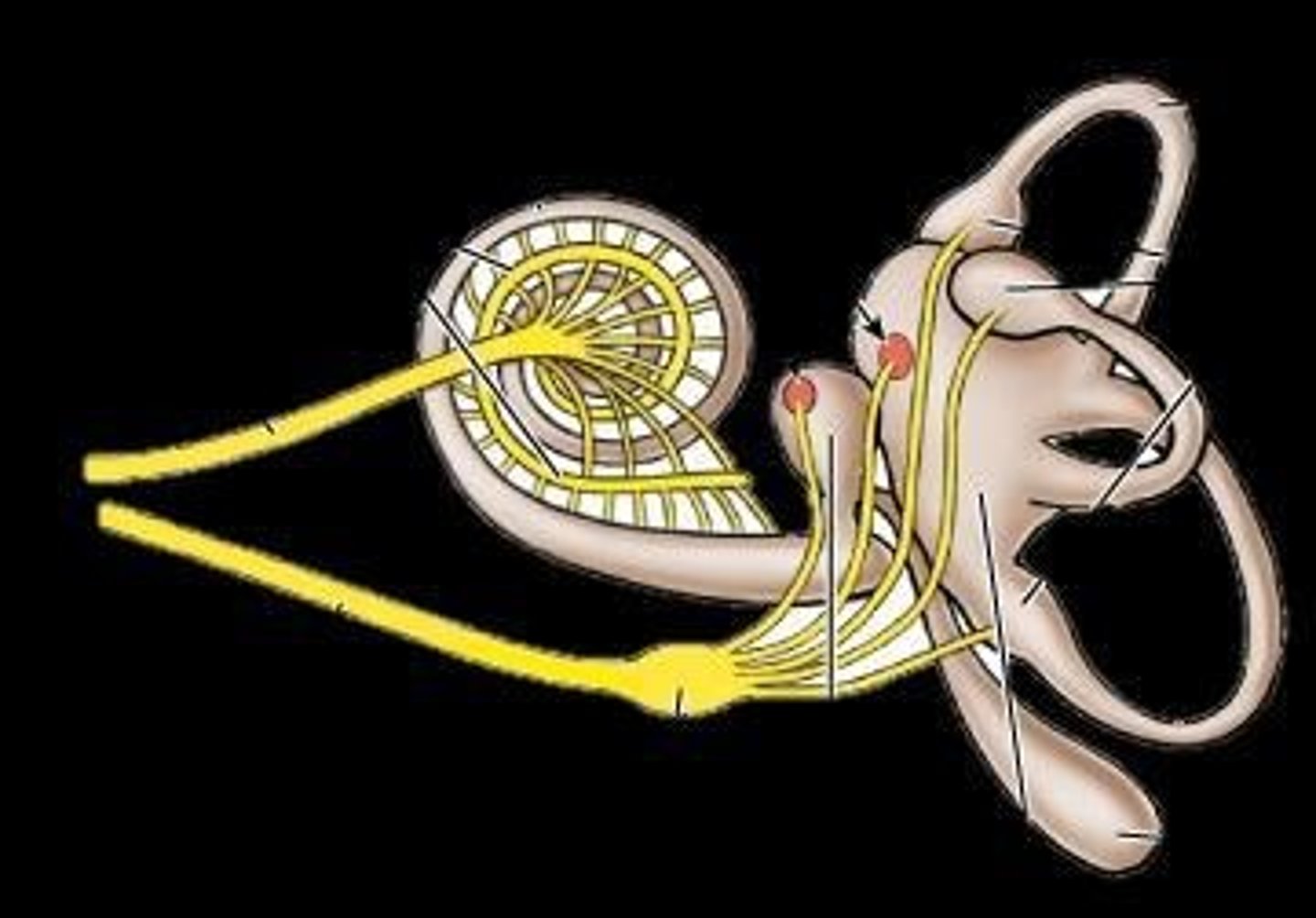 <p>Internal ear structure for hearing.</p>