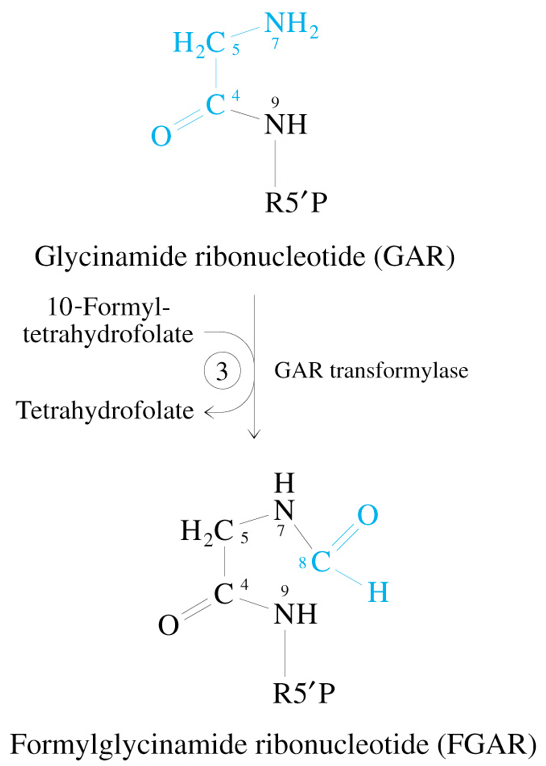 <p>GAR + 10-Formyl-Tetrahydrofolate</p><p><span style="color: #7ac6ff">—GAR Transformylase→</span></p><p>FGAR + Tetrahydrofolate</p>