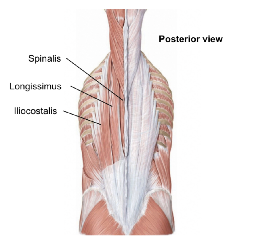 <ol><li><p>spinalis (along spine, most medial)</p></li><li><p>longissimus (longest, middle layer)</p></li><li><p>illiocostalis (along ribs, most lateral)</p></li></ol><p></p>