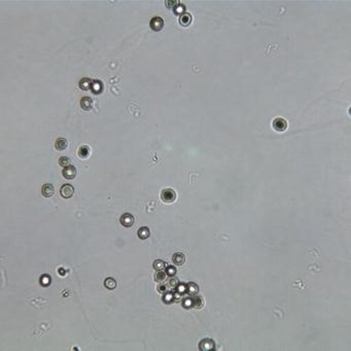 <p>Homogenous matrix with round ends, colorless, observed under Brightfield at 10x.</p>