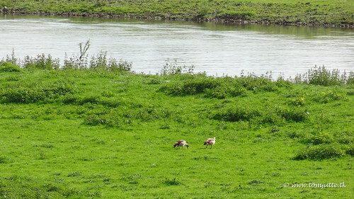 <p>This is a feature formed when the river floods and deposits sediment. These are usually very fertile.</p>