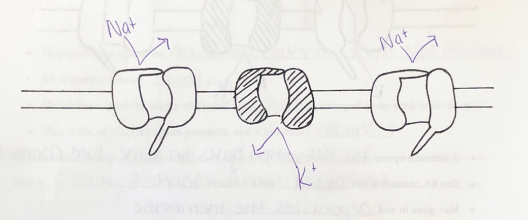 knowt flashcard image