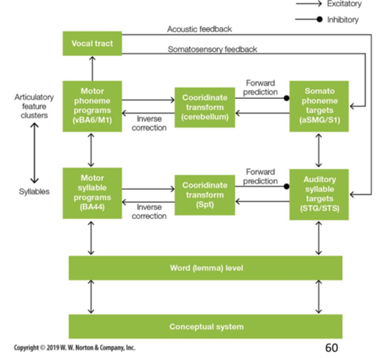 <p>Parallel processing in sensory and motor systems across all levels of control; emphasizes role of sensory feedback in shaping speech production.</p><p>Begins with activation of conceptual representation and word selection, but splits phonological system into sensory and motor components.</p><p>Each component includes internal and external feedback loops for adjusting speech in real time.</p>