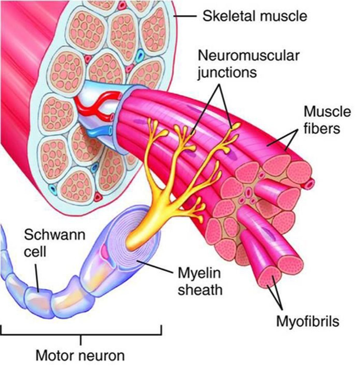 <p>a population of muscle fibers that are innervated by a single alpha motor neuron (AMN)</p><p>1. one motor neuron</p><p>2. many muscle fibers</p>