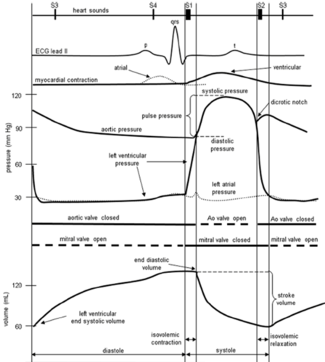 <p>- <strong>ECG</strong> (mV; non-invasive clinical measurement that gives us markers of certain events in the cardiac cycle)</p><p>- <strong>Pressures</strong> (mmHg) <strong>in the ventricles, atria, and aorta</strong></p><p>- <strong>Volumes (mL) in the ventricle</strong></p><p>- <strong>Heart sound</strong></p>