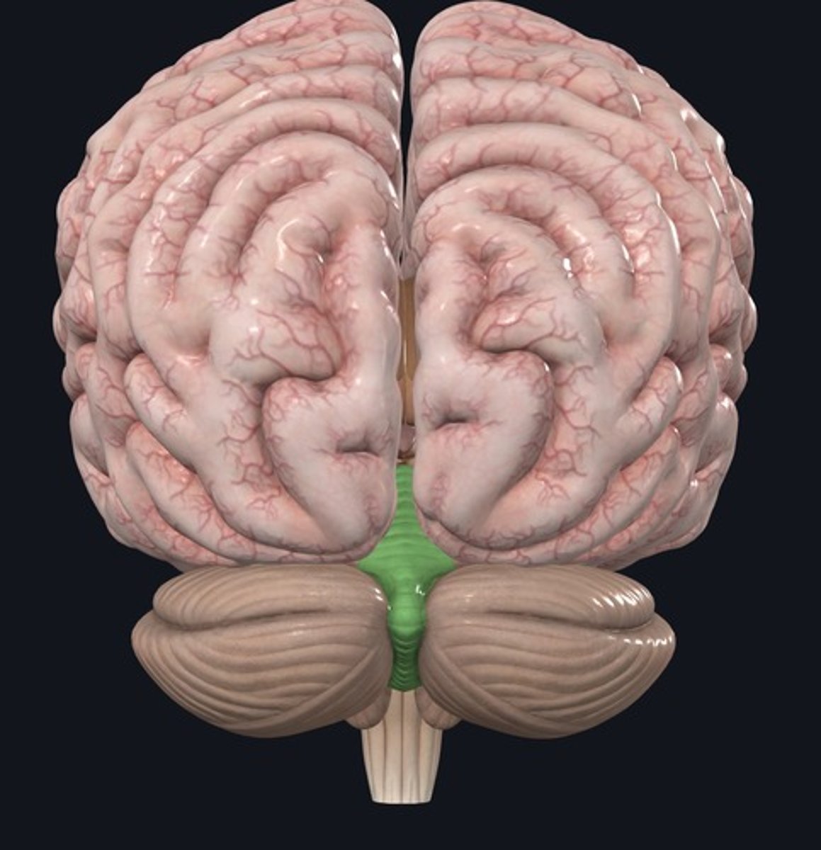 <p>Name the highlighted structure.</p>