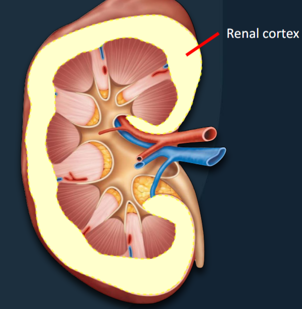<p><span style="color: #0c0b0b">Outermost ~1cm of the kidney</span><span style="color: #0c0b0b"><br></span><span style="color: #0c0b0b">• Where filtration and reabsorption occurs</span><span style="color: #0c0b0b"><br></span><span style="color: #0c0b0b">• Waste products and H 2 O removed from blood</span><span style="color: #0c0b0b"><br></span><span style="color: #0c0b0b">• Useful products (glucose, proteins, AA’s) are</span><span style="color: #0c0b0b"><br></span><span style="color: #0c0b0b">reabsorbed from filtrate, back into the blood</span></p>