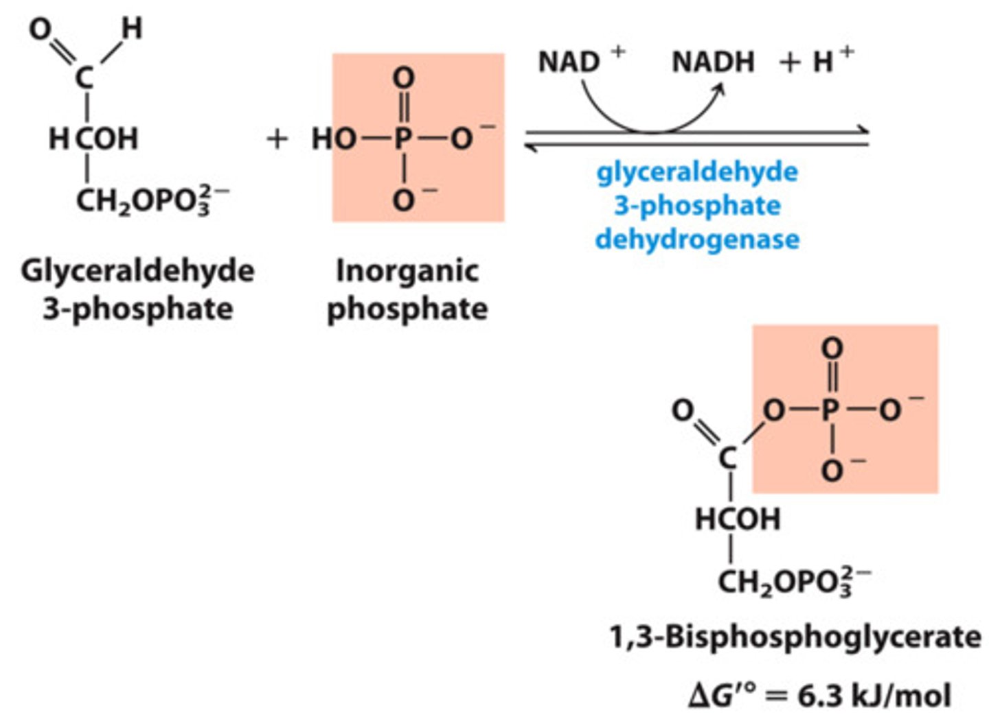 <p>what happens: glyceraldehyde 3-phosphate molecules are oxidized</p><p>reactants: glyceraldehyde 3-phosphate + NAD+ + phosphate</p><p>products: 1, 3-bisphosphoglycerate + NADH + H+</p><p>enzyme: glyceraldehyde 3-phosphate dehydrogenase</p><p>overall ATP used: 2</p><p>overall ATP produced: 0</p><p>overall NADH produced: 2</p>