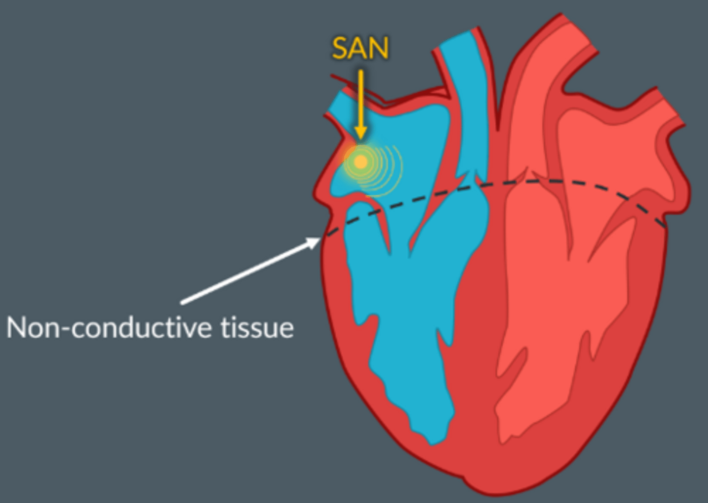 <p>In the walls between atria and ventricles - blocks electrical impulses from passing directly from the atria to the ventricles.</p><p>Runs horizontally</p>
