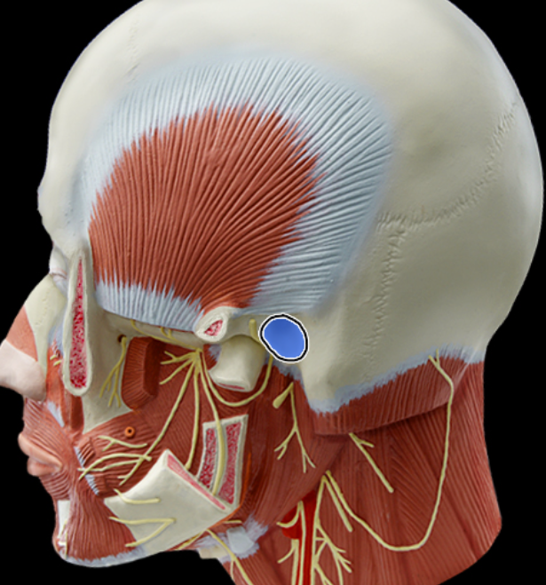 <p>External acoustic meatus</p>