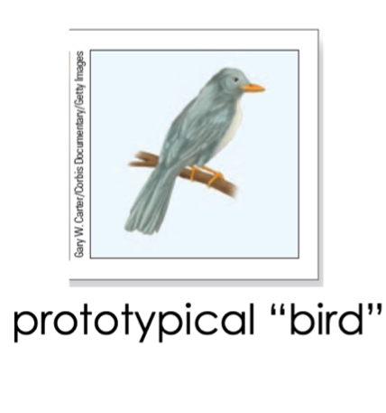 <p>Typical member of a category that has most of the characteristic features.</p>