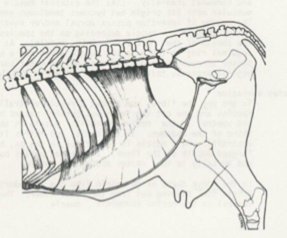 <p>transverse abdominal muscle</p>