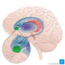 <p>nucleus accumbens</p>