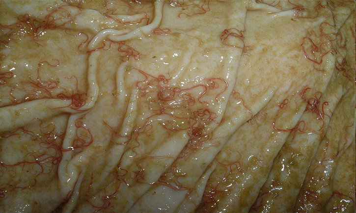 <p>identify this worm </p>