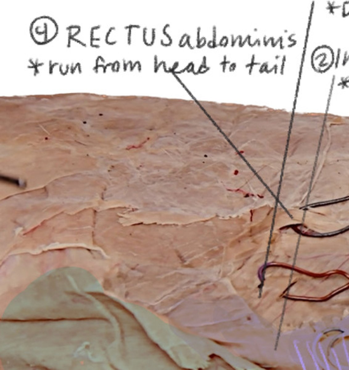 <p>Runs from head to tail</p>