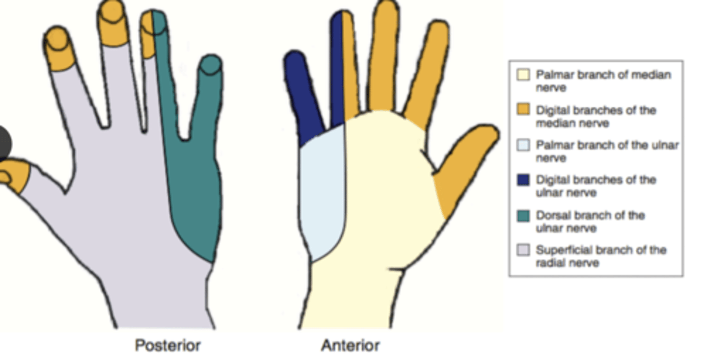 <p>medial 1.5 digits, anteriorly </p>